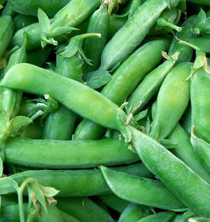 Super Sugar Snap Peas Bulk Seeds