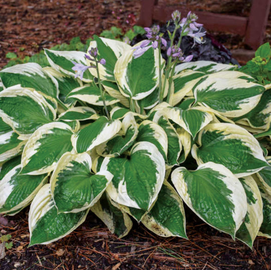 1G Hosta Patriot