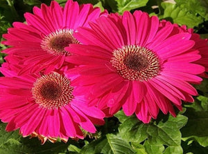 5" Gerbera Daisy  - Hundred Acre Wood School