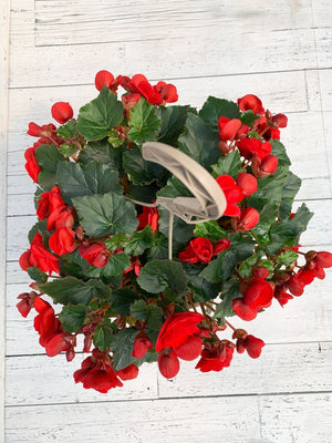 12” Rieger Begonia Hanging Basket  - The Country Learning Centre Inc.