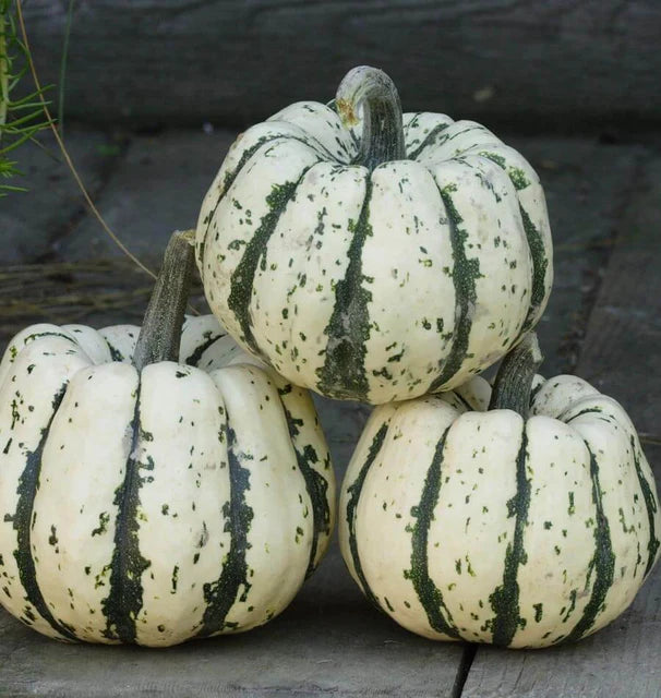 Sweet Dumpling Squash Delicata