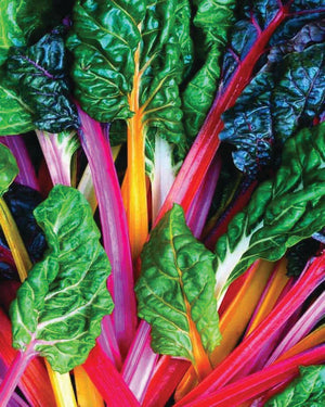 Bright Lights Swiss Chard