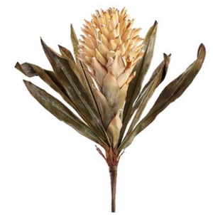 17" Dried-Look Red Hot Poker Spray Tan  - Florals and Foliage