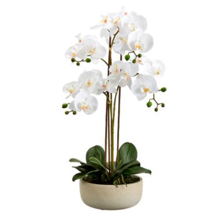 25" Phalaenopsis Plant 4 Stocks - Florals and Foliage