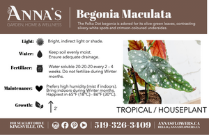 6" Begonia Maculata Variegated