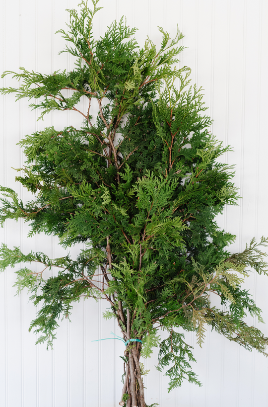 Ontario Greens Bundle - Cedar