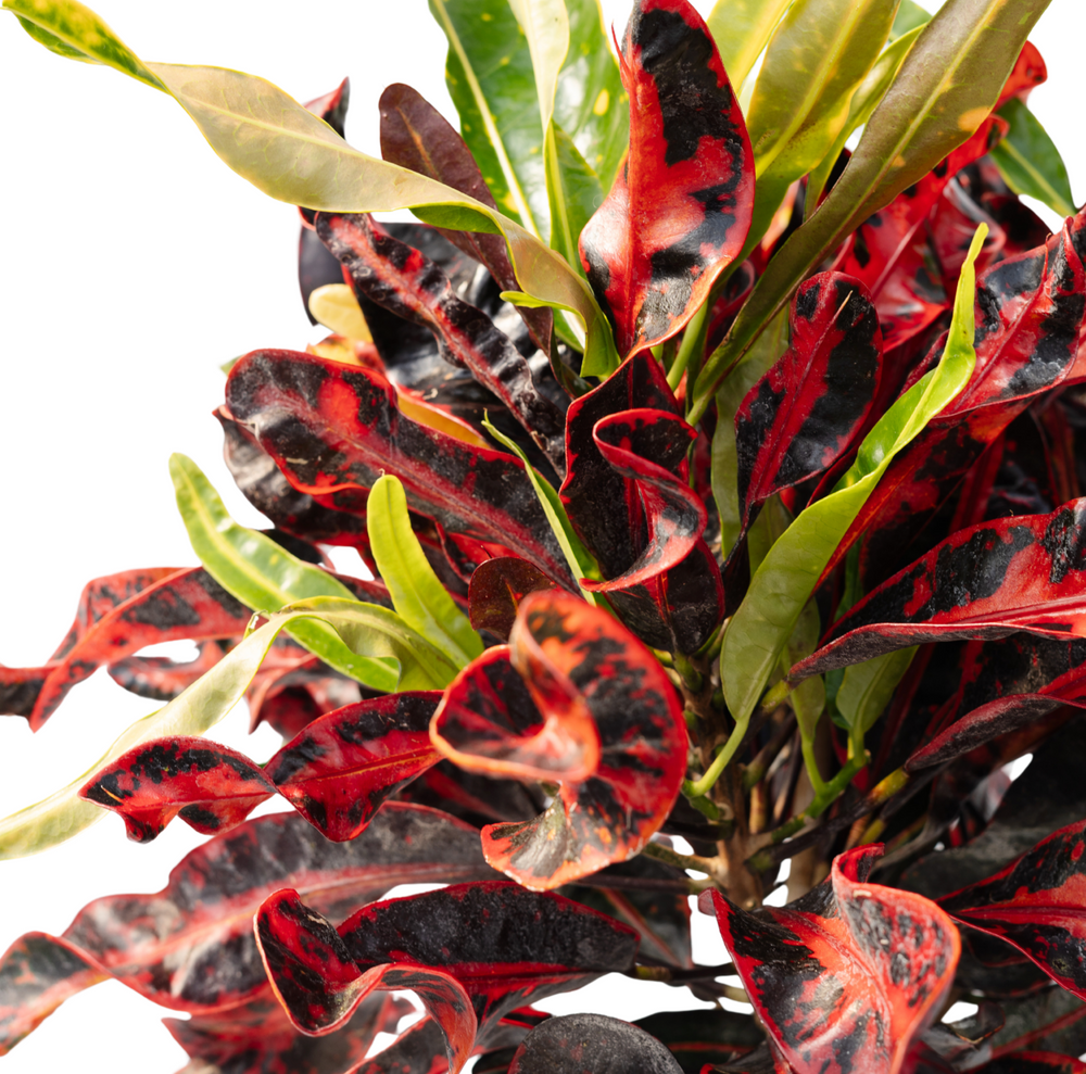 
            
                Load image into Gallery viewer, 10&amp;quot; Croton Mammy Standard
            
        