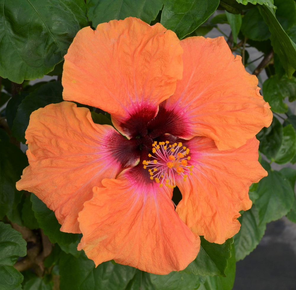
            
                Load image into Gallery viewer, 10&amp;quot; Hollywood Hibiscus Bush (Multiple Colours)
            
        