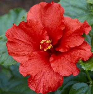 10" Hollywood Hibiscus Bush (Multiple Colours)