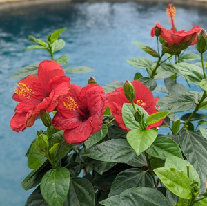 10" Hollywood Hibiscus Bush (Multiple Colours)
