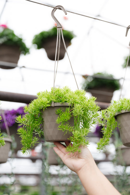 6” Sedum Hanging Basket