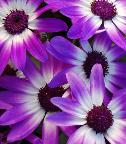 5" Purple Daisy  - Dr. David Suzuki Public School