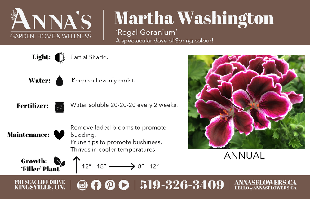 6" Martha Washington Geranium  - The Country Learning Centre Inc.