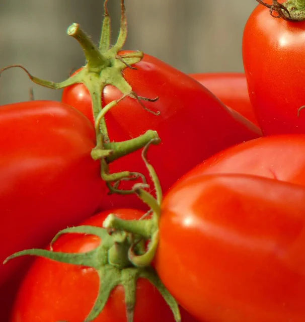 Amish Paste Tomatoes Roma