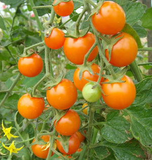 Sungold Tomatoes Cherry