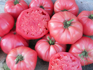 Pink Brandywine Tomatoes Main Season