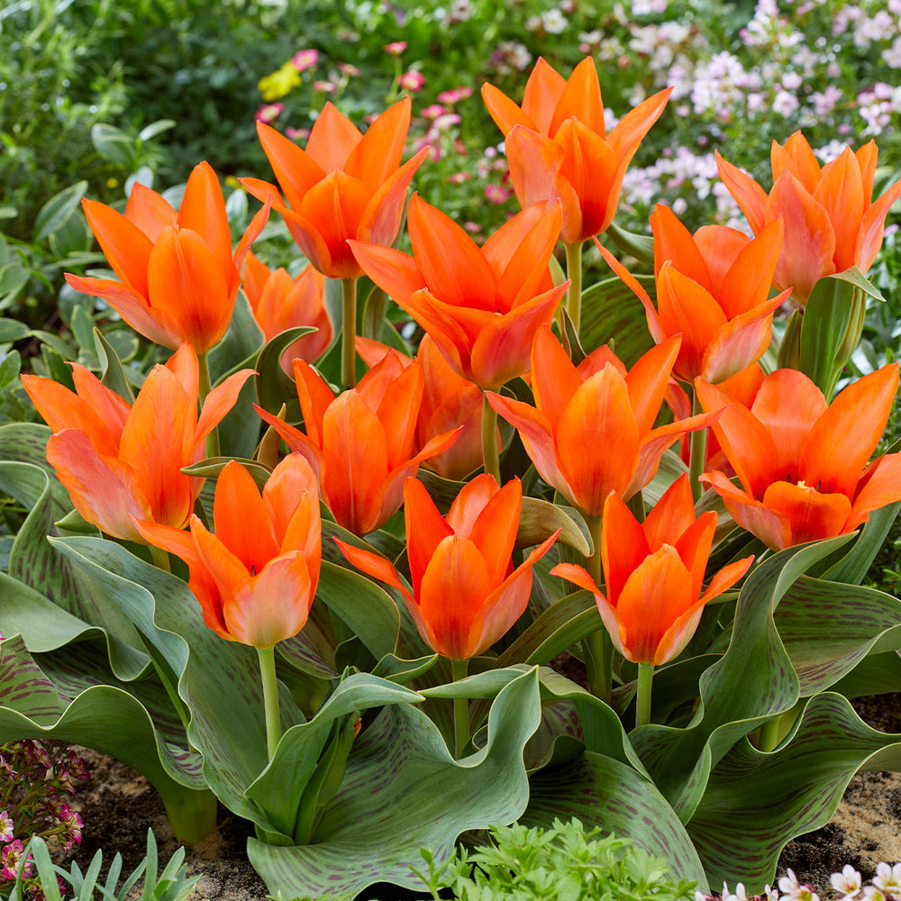 Tulips Greigii Orange Toronto Bulbs