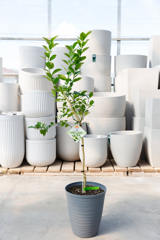 10" Standard Key Lime Tree