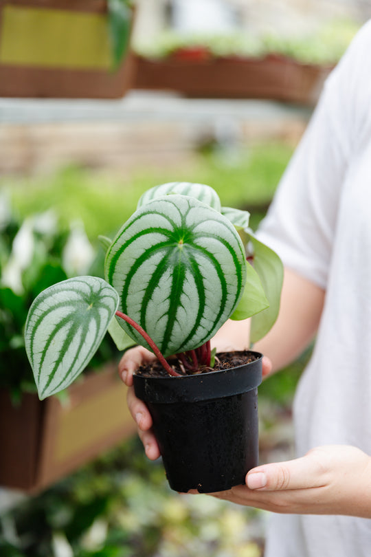 4" Peperomia Watermelon
