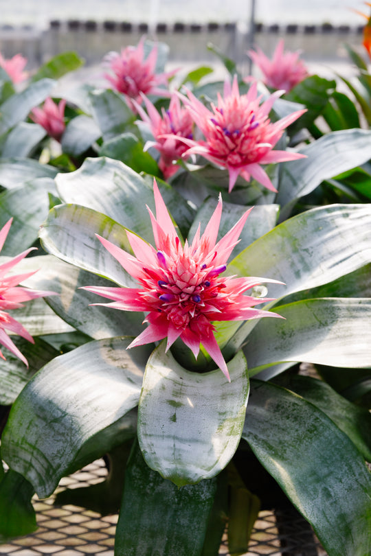10" Bromeliad Achmea Fasciata