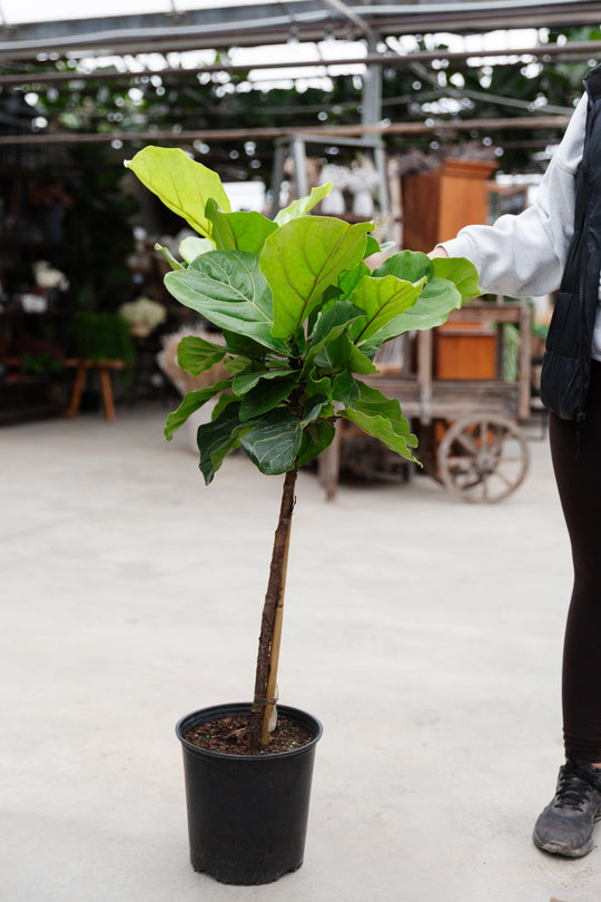 10" Ficus Lyrata Standard
