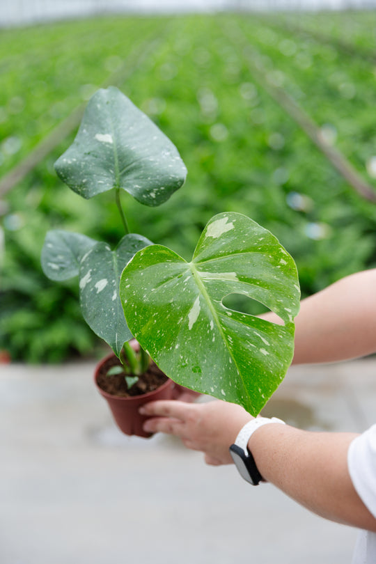 4" Monstera Thai Constellation
