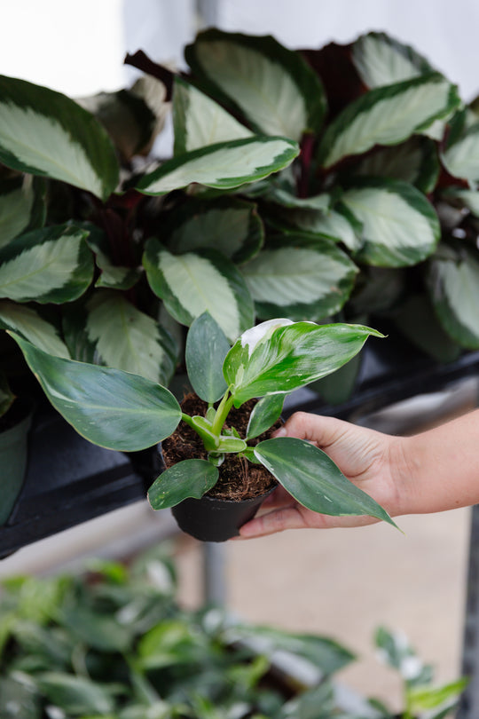4" Philodendron White Wizard