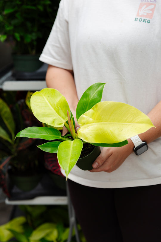 4" Philodendron Moonlight