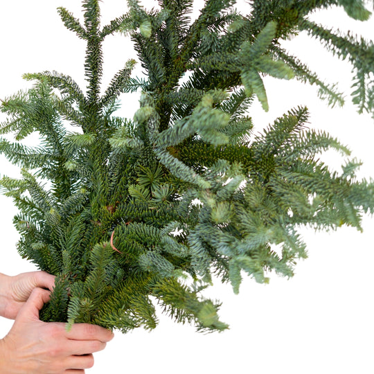 BC Noble Fir Green Branch
