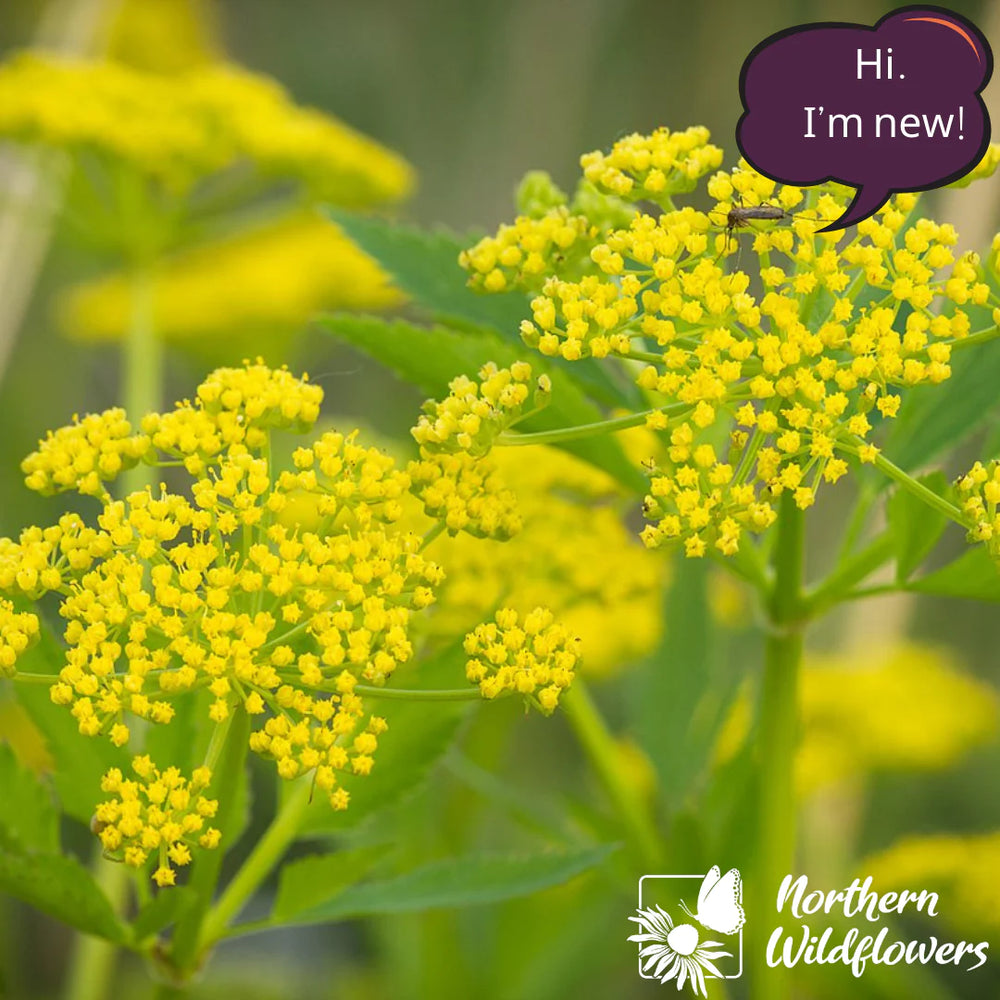 Northern Wildflowers Golden Alexanders- Seed Pack 80  Count