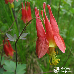 Northern Wildflowers Wild Columbine- Seed Pack 80  Count