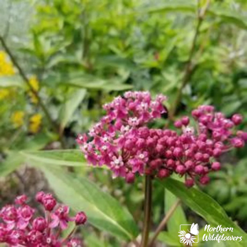 Northern Wildflowers Swamp Milkweed- Seed Pack 75  Count