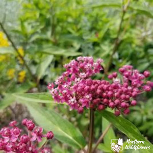Northern Wildflowers Swamp Milkweed- Seed Pack 75  Count