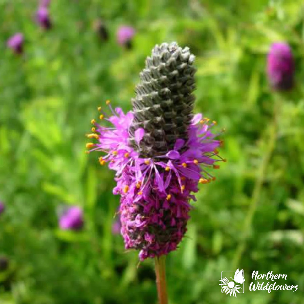 Northern Wildflowers Purple Prairie Clover- Seed Pack 125  Count