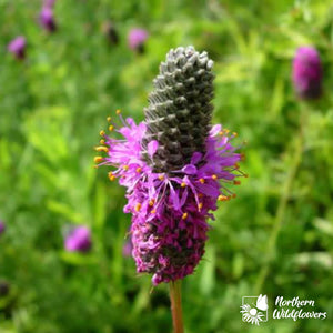 Northern Wildflowers Purple Prairie Clover- Seed Pack 125  Count