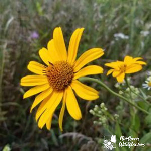 Northern Wildflowers Oxeye Sunflower- Seed Pack 40  Count