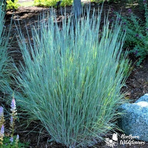 Northern Wildflowers Little Bluestem- Seed Pack 90  Count