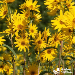 Northern Wildflowers Maximilians's Sunflower Seed Pack 175 Count
