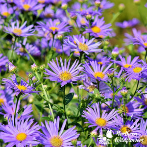 Northern Wildflowers New England Aster- Seed Pack 200  Count