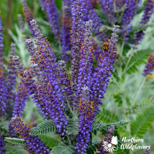Northern Wildflowers Leadplant- Seed Pack 80  Count