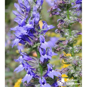 Northern Wildflowers Great Blue Lobelia- Seed Pack 200  Count
