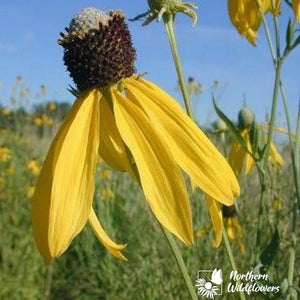 Northern Wildflowers Grey- Headed Coneflower- Seed Pack 200  Count