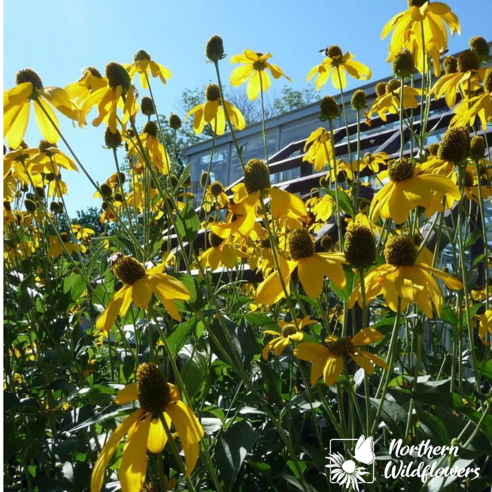 Northern Wildflowers Cutleaf Coneflower- Seed Pack 80  Count