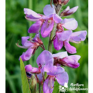 Northern Wildflowers Canada Tick Trefoil- Seed Pack 50  Count