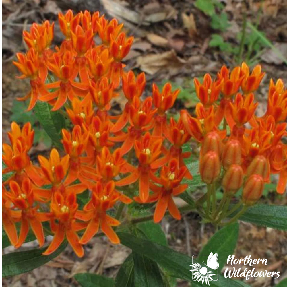 Northern Wildflowers Butterfly Milkweed- Seed Pack 150  Count
