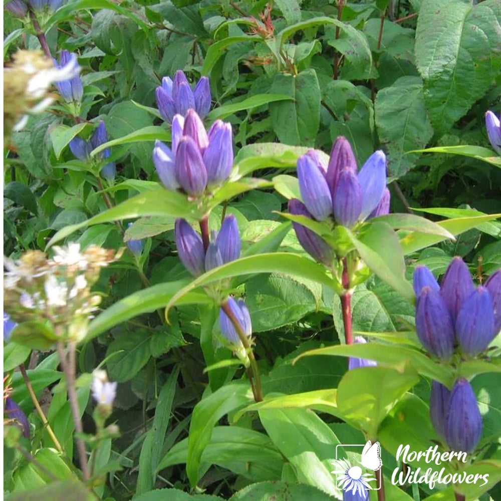 Northern Wildflowers Bottle Gentian- Seed Pack 100  Count