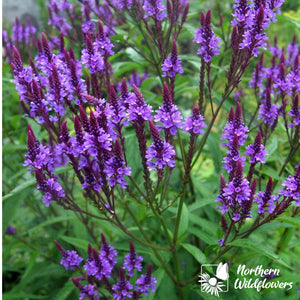 Northern Wildflowers Blue Vervain- Seed Pack 200  Count