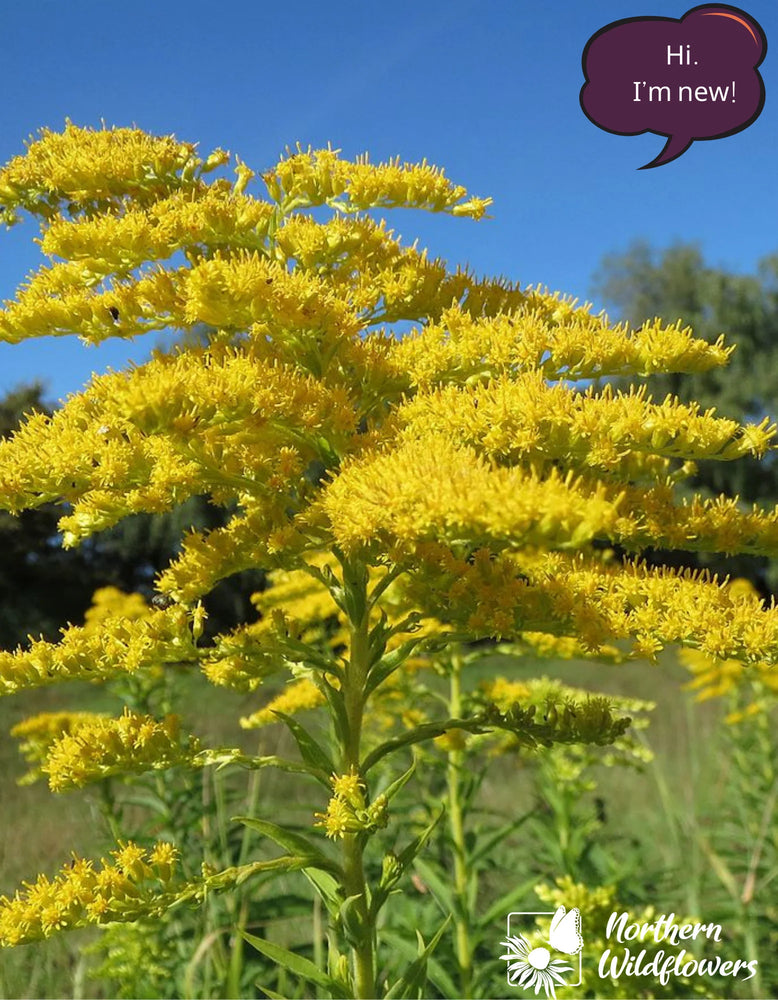 Northern Wildflowers Canada Goldenrod- Seed Pack 300  Count