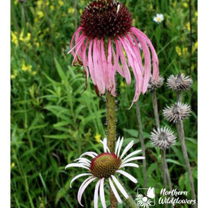 Northern Wildflowers Pale Purple Coneflower- Seed Pack 50  Count