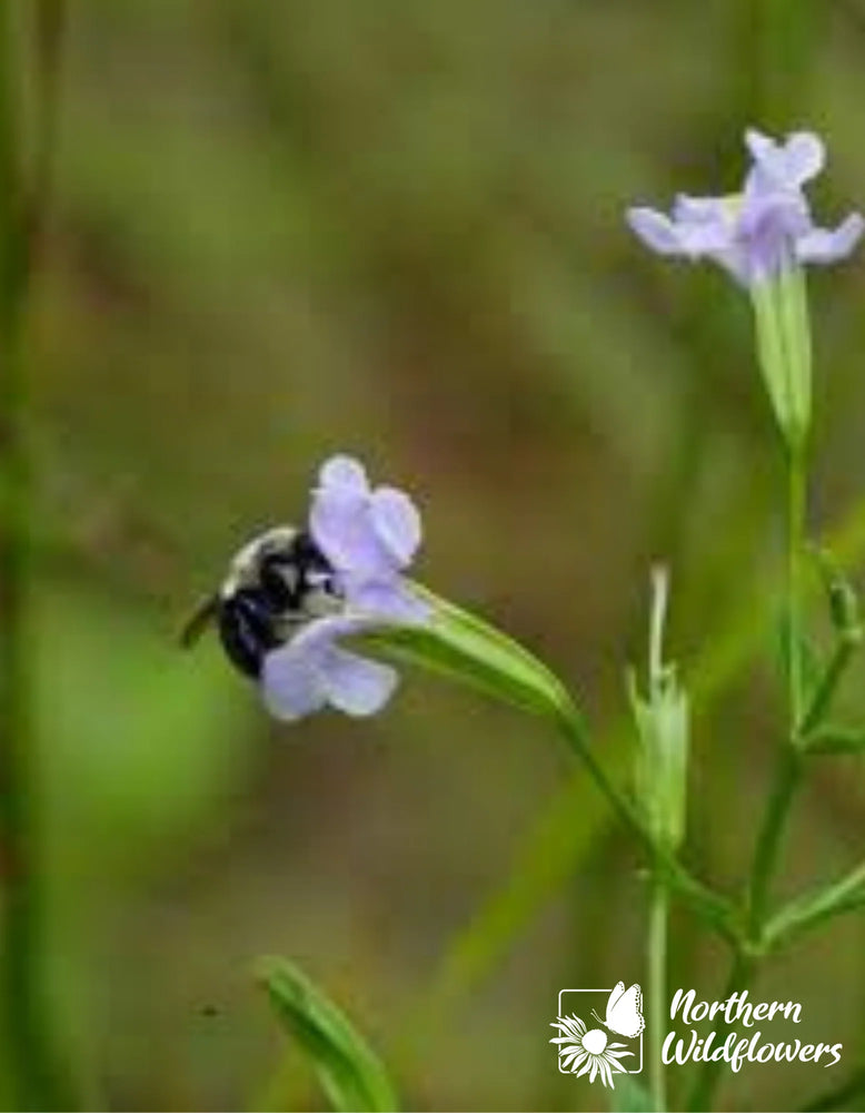 Northern Wildflowers Square Stemmed Monkey Flower - Seed Pack 300  Count